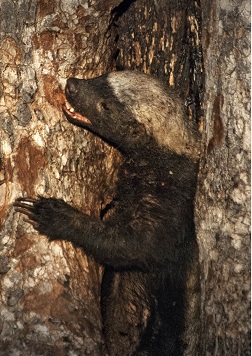 The Honey Badger entering a bee hive for a snack; Used with permission by Keith and Colleen Begg